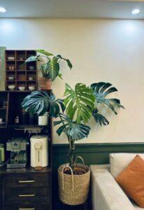 Ý tưởng decor nhà cửa