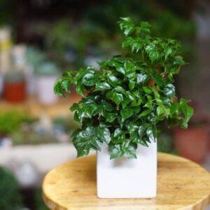 cây cảnh hợp phong thủy