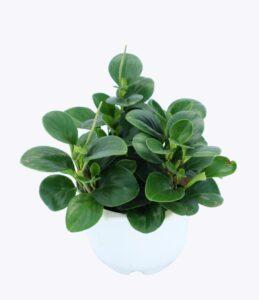 cây cảnh hợp phong thủy