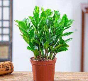 cây cảnh hợp phong thủy