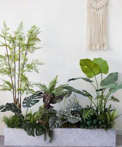 cây cảnh trong nội thất
