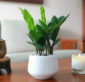 cây cảnh trong nội thất