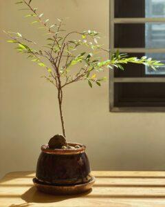 phong thủy và ánh sáng